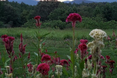 Back-Patio-Celosia-2022