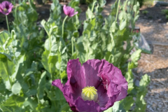 Blue-Hungarian-Breadseed-Poppy