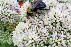 Bumblebee-on-Sedum-2022