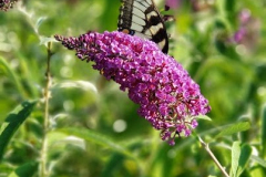 Butterfly-Bush-and-Butterfly-2022