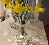 Carol-Rush-1st-Minature-Daffodil-of-2023-Text