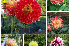 Dahlia-Delights-2020-Courtesy-Walsh-Family