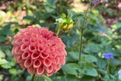 Dahlia-Grown-by-Sue-Gosnell-Originally-Donated-by-Sara-Kunkle-1st-Year-Nov-2024