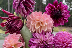 Dahlias-October-2022-Courtesy-Kunkle-Family