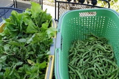 Garden-Bounty