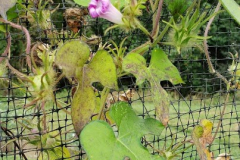 Ivy-Leafed-Morning-Glory