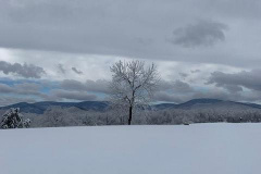 Joyces-Favorite-Tree-in-Winter-Courtesy-Magness-Family