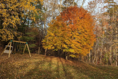 Maple