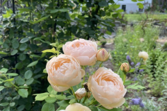 Rose-Wollerton-Old-Hall