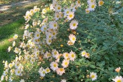 Sue-Gosnells-Mums-Transplanted-from-PA-Summer-2024
