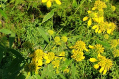 Verge-Yellows-Need-to-ID