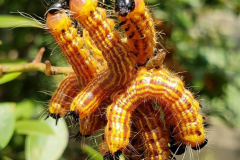 Yellow-Necked-Caterpillars-Datana-Ministra-Moth-Courtesy-Walsh-Family