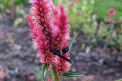 celosia-and-wasp