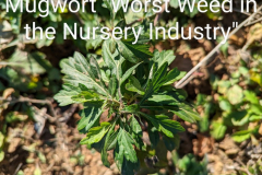 mugwort