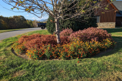 spirea-abelia-mgs