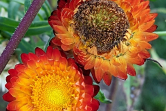 straw-flowers-old-and-new